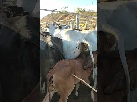 FEIRA DO GADO EM CIPÓ BA