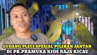 Download lagu PLECI WAREHOUSE!! PRICE OF SELECTED MALE PLECI BIRDS AT THE LATEST PRAMUKA BIRD MARKET, KIOSK KIN... mp3 Download lagu PLECI WAREHOUSE!! PRICE OF SELECTED MALE PLECI BIRDS AT THE LATEST PRAMUKA BIRD MARKET, KIOSK KIN... mp3
