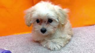 ハーフ犬の動画01