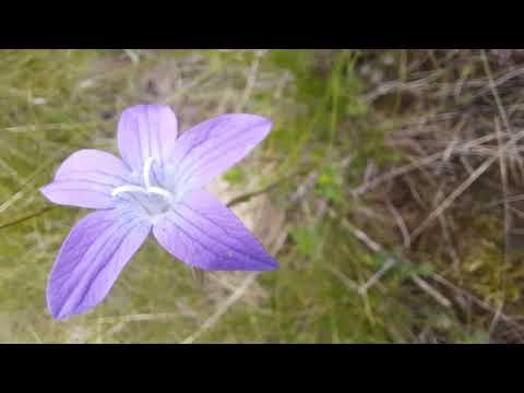 Vatra Dornei traseu nou