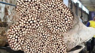 Download lagu Fail,Moment The Broken Log Destroyed Biggest Project At Sawmill mp3 Download lagu Fail,Moment The Broken Log Destroyed Biggest Project At Sawmill mp3