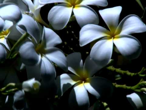 download lagu mp3 mp4 Osho On Love And Meditation, download lagu Osho On Love And Meditation gratis, unduh video klip Osho On Love And Meditation