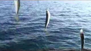 Подсекай семёныч рыбалка на черном море