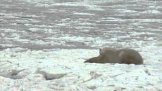 Jeff Cooper watches Polar Bear (1 of 6) eating Caribou in Churchill, Manitoba, Canada