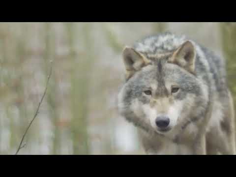 Stive Morgan - New Asia - Zov Predkov (Stive Morgan Remix)