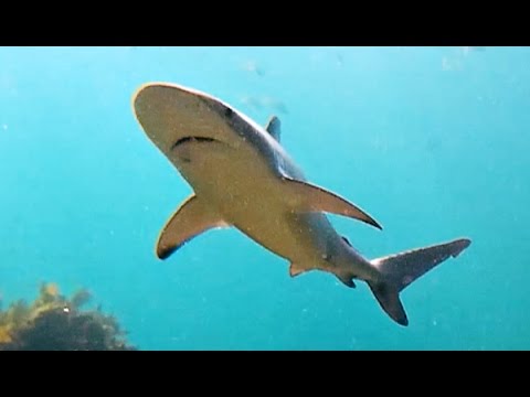 Dusky Whaler Sharks at Cabbage Tree Bay (juveniles)