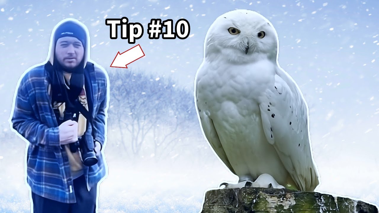 10 TIPS for birding in the winter