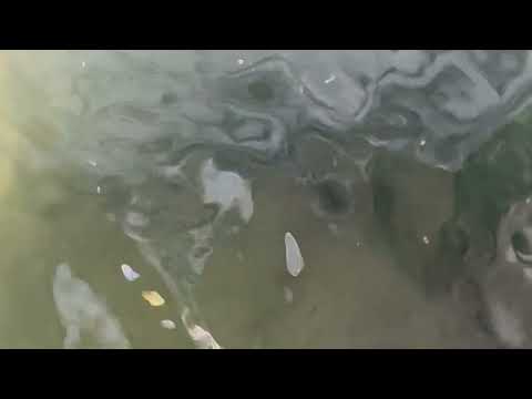 Mosquito Larvae Found in Garbage Lid in...
