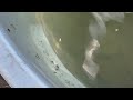 Mosquito Larvae Found in Garbage Lid in Barnegat Light, NJ