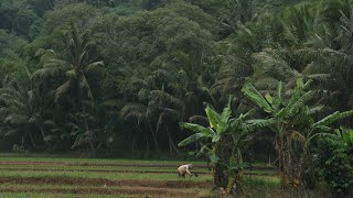 Download lagu Musik Relaksasi Gamelan Jawa : Terapi Penghilang lelah mp3