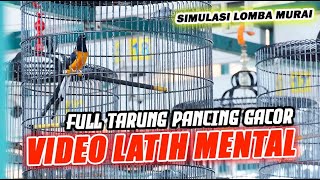 Download lagu LIVE  2 - PANCINGAN FIGHTER SIMULASI LOMBA MURAI BATU - MASTERAN 24 JAM NONSTOP ‼️ mp3