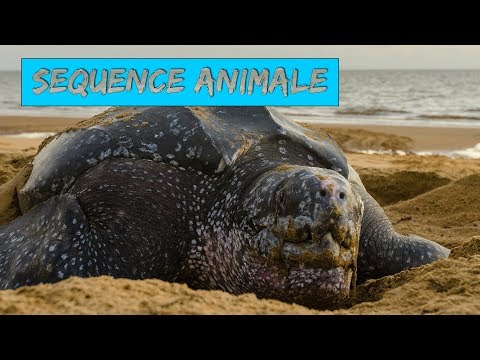 Dermochelys coriacea