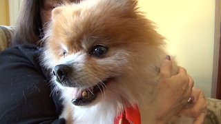 Nonprofit Brings Joy to Dogs' Final Days