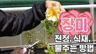 장미 어떻게 관리 할까요?(feat.연산군은 장미를 좋아했다. 식재, 전정, 물주는 방법)