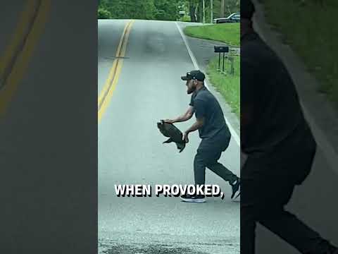 Aggressive snapping turtle saved from road! 😳🐢  -  🎥 lambart616