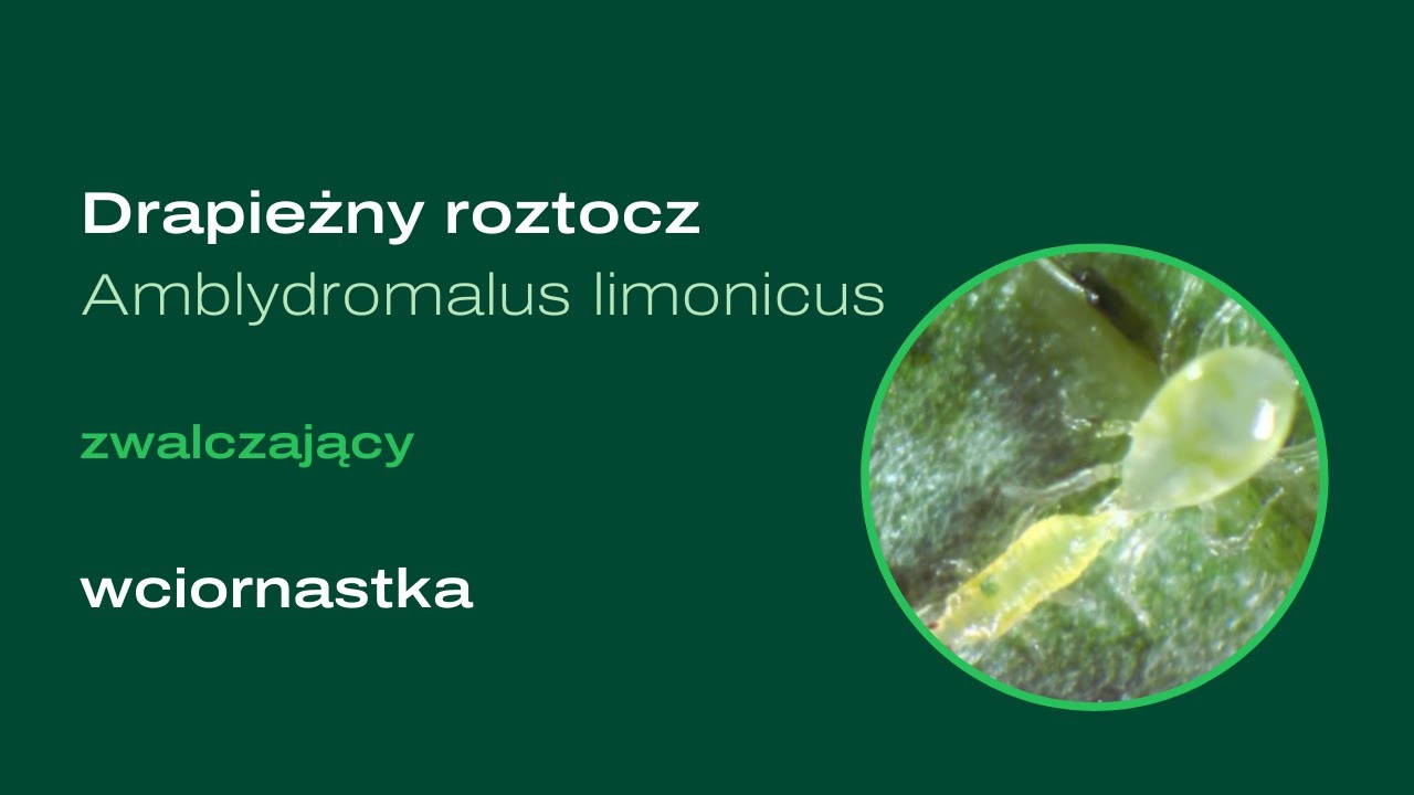 Video preview poster