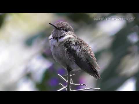 American Wildlife --- Calliope Hummingbird