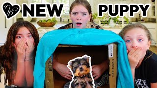 New Family Member! | Addison Gets A New Puppy! | What's In The Box Challenge!