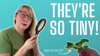 Hydroponic Dwarf Plants: The Tiny Garden Revolution