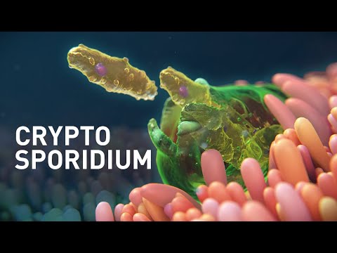 Dr. Diag - Cryptosporidiosis - Cryptosporidium crypto paraziták