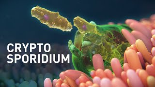 Wie erkennen Sie Cryptosporidium?