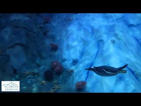 Detroit Zoo | Polk Penguin Conservation Center – Underwater Views
