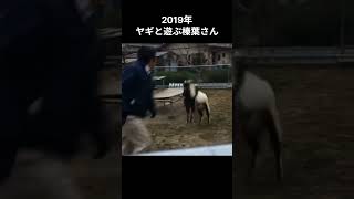 【2019年ヤギと遊ぶ榛葉さん】 #国民民主党 #榛葉賀津也 #榛葉幹事長 #玉木雄一郎