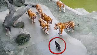 Meilleures Vidéos de 2026 Captés Par des Caméras de Surveillance