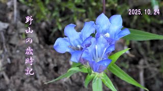 野山の歳時記　秋の山野で咲く花とシダ　2025年10月24日
