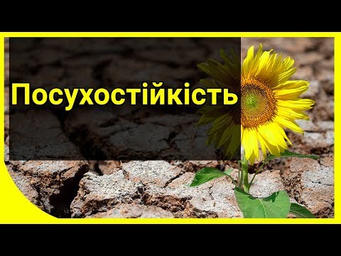 Засухоустойчивость или устойчивость подсолнечника к болезням?