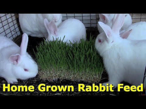 YouTube video about: Where can I buy rowe rabbit feed?