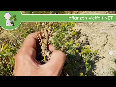 Strahlenlose Kamille - Wurzel/Wurzeln - 23.05.18 (Matricaria discoidea) - Wildpflanzen Bestimmung