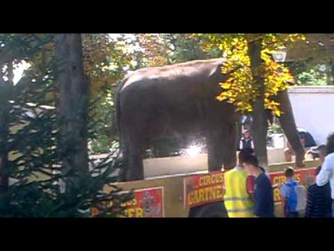 elefantul pe strada la pancu-valea rosie efect