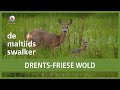 De Maitiidsswalker: Drents-Friese Wold