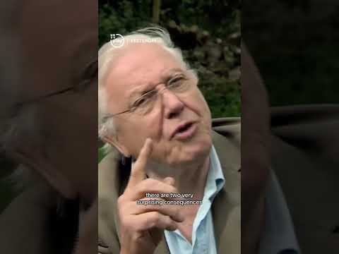 How flowers talk to bees 썸네일