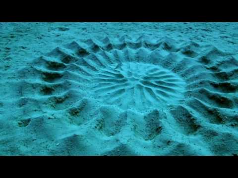 PUFFERFISH COURTSHIP - BBC Earth , Life Story Ep05 -  From Netflix