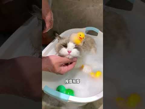 Cats lover | cats || Chinese loves cats #shortvideo #youtube #ytshorts #cats #cute #china