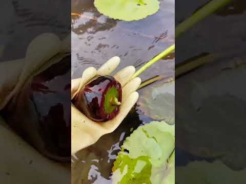 Collecting Pygmy Water-lily Seeds #satisfying #short