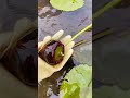 Collecting Pygmy Water-lily Seeds #satisfying #short