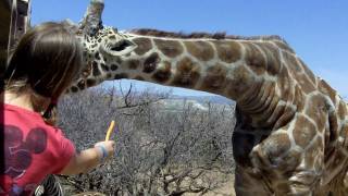 preview picture of video 'Giraffe - Out of Africa - Camp Verde, AZ'