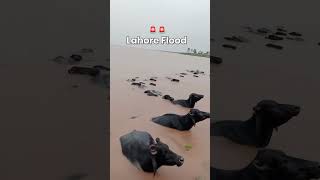 Lahore Flood #flood2025 #redalert #flashflood #moonsoon #raviriver #floodinpunjabe #lahoreflood