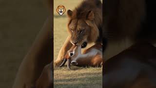 Caçador Implacável!