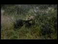 Lioness Vs Warthog
