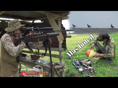 Tiap kesini pasti kewalahan//Sawah kerink