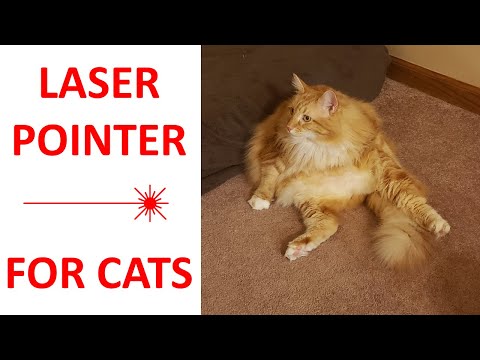 How to Make a Custom Laser Pointer Video for Your Cat