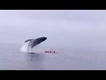 Humpback Whale Jumps Out Of Water Landing On Kayakers