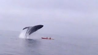 Humpback Whale Jumps Out of Water Landing on Kayakers