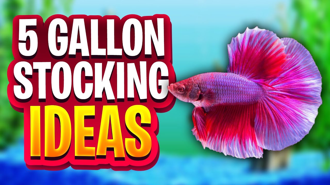 5 Beautiful Fish For A 5 Gallon Tank! (5 Gallon Stocking Ideas For Unplanted And Planted Tanks)