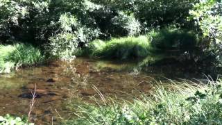 My creek in Grass Valley