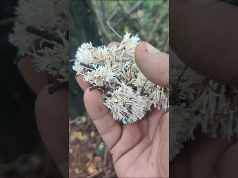 Coral #mushroom (clavarioid) are used for culinary & medicinal purposes,with good  nutritional Value